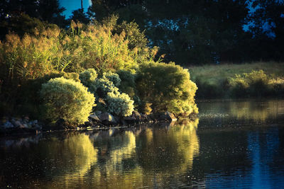 Reflection of trees in water at night