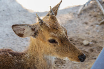 Close-up of deer