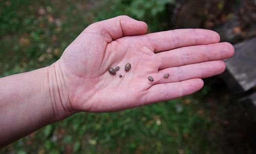 Close-up of hand holding mites