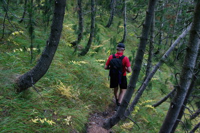 Rear view of man walking on footpath in forest