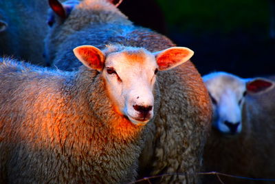 Portrait of sheep