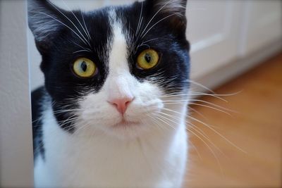 Close-up portrait of cat