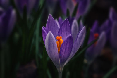 Close-up of purple crocus plant