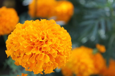 Close-up of marigold blooming outdoors