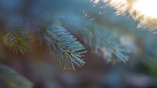 Close-up of pine tree