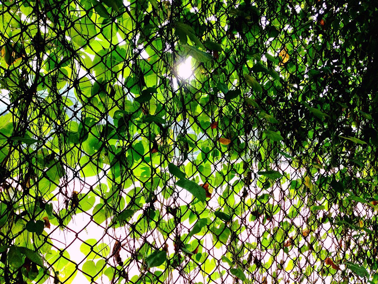 growth, low angle view, green color, branch, full frame, sun, sky, nature, day, plant, green, outdoors, scenics, beauty in nature, tranquil scene, tranquility, back lit, no people, non-urban scene, growing, botany