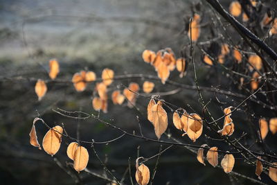 Close-up of dry leaves on tree