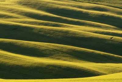 Full frame shot of agricultural field