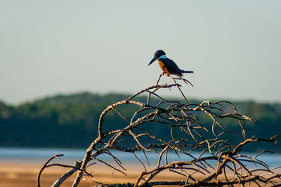 Bird perching on a tree