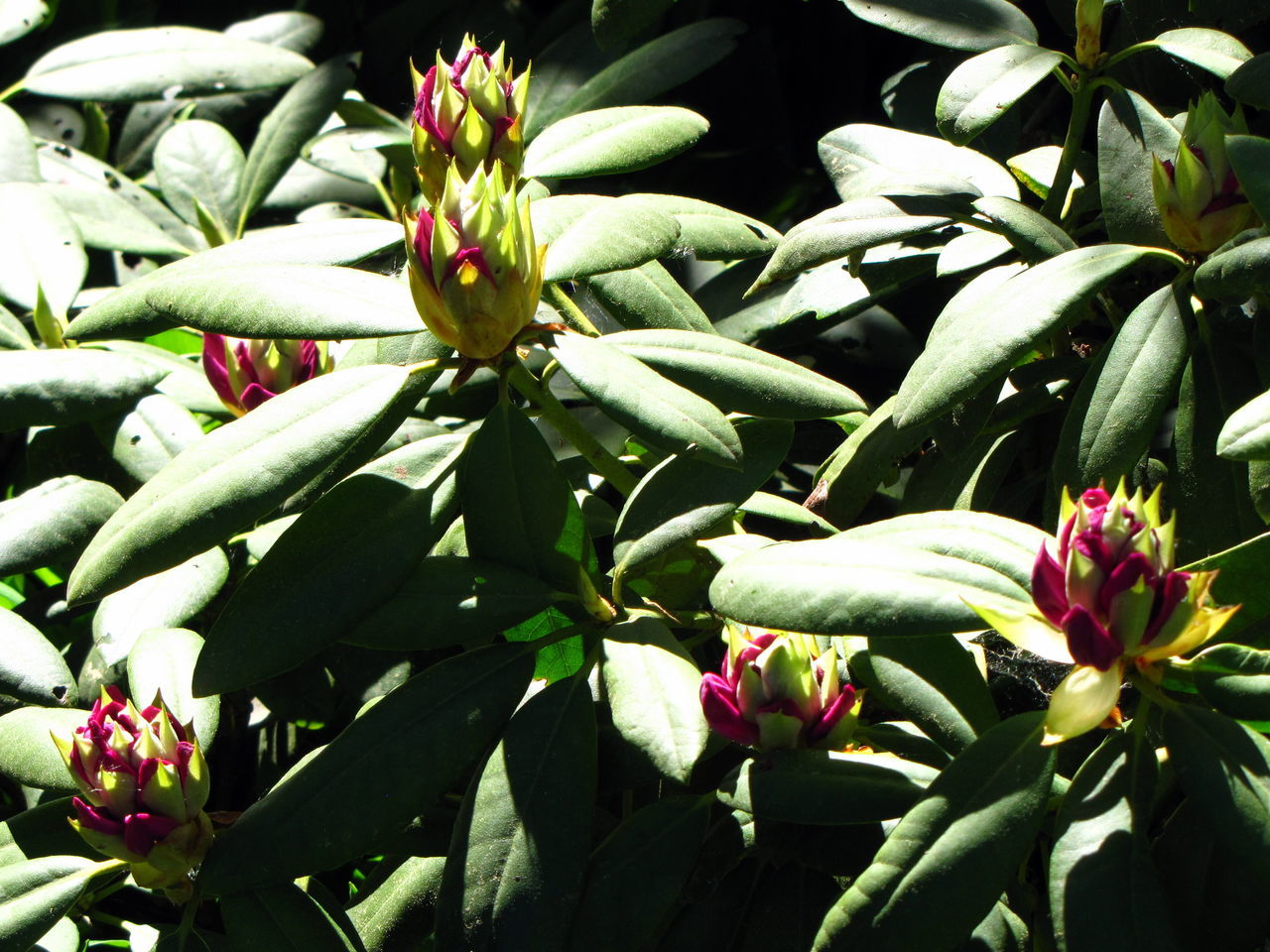 CLOSE UP OF FLOWERING PLANT