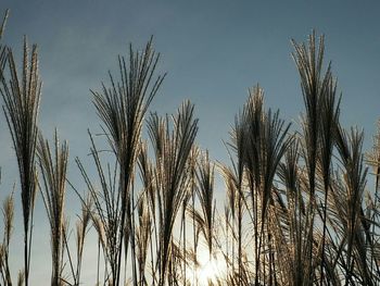 Low angle view of plants against sky