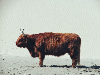 Cow standing outdoors