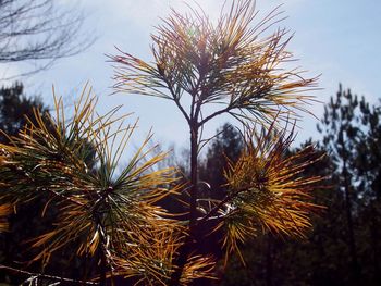 Low angle view of plant against sky