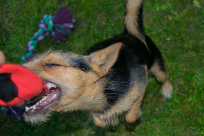 Close-up of dog on field