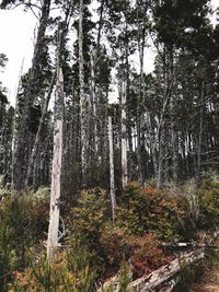 Low angle view of trees growing in forest against sky