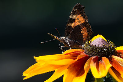 Close-up of butterfly pollinating on flower