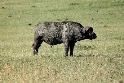 Side view of a horse on field