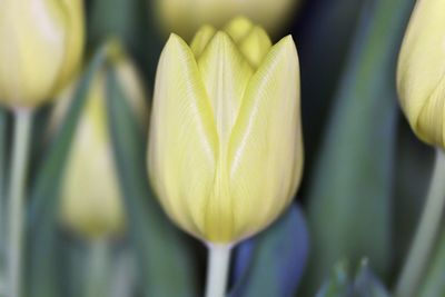 Close-up of white tulip