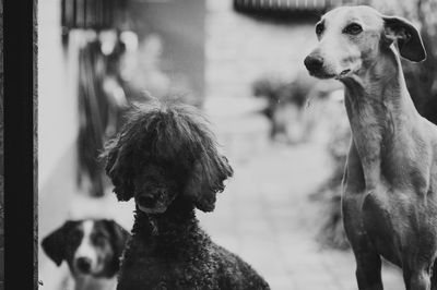 Dogs on footpath seen through glass window