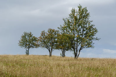 Tree on field against sky