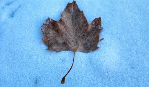 High angle view of dry leaf against blue background