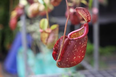 Close-up of red berries on plant