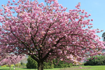 Low angle view of pink cherry blossoms against sky