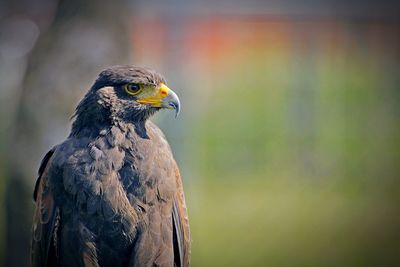 Close-up of a bird