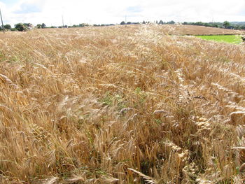 Scenic view of wheat field against sky