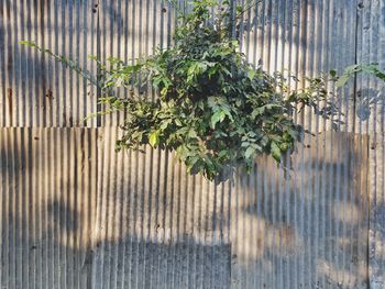 Plants growing by fence