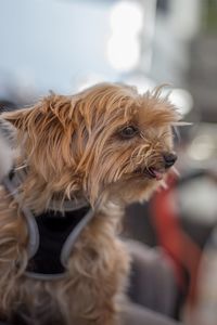 Close-up of a dog looking away