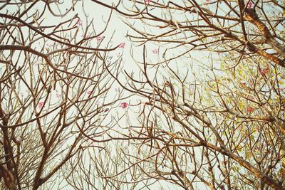 Low angle view of bare tree against sky