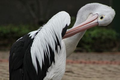 Close-up of pelican grooming