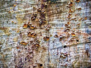 Full frame shot of tree trunk