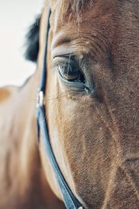 Close-up portrait of horse in ranch