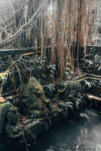 View of river in forest