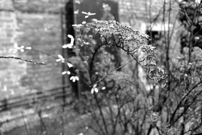 Close-up of leaves on twig