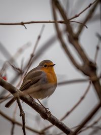 Close-up of bird perching on branch