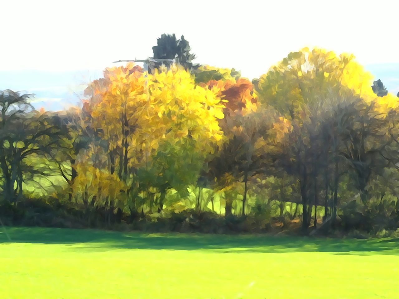 yellow, tree, growth, beauty in nature, tranquil scene, tranquility, nature, scenics, season, field, flower, landscape, clear sky, autumn, green color, day, sky, idyllic, change, lush foliage