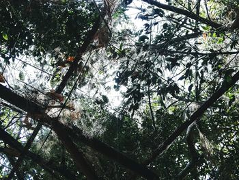 Low angle view of trees in forest