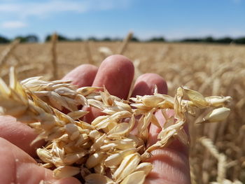 Close-up of hand holding corn