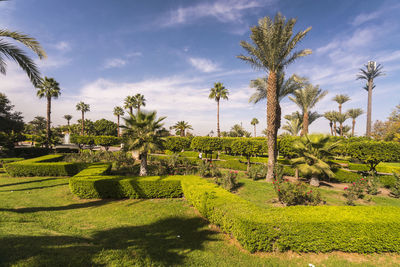 Lalla hasna park with palm trees and blue sky in summer near koutoubia