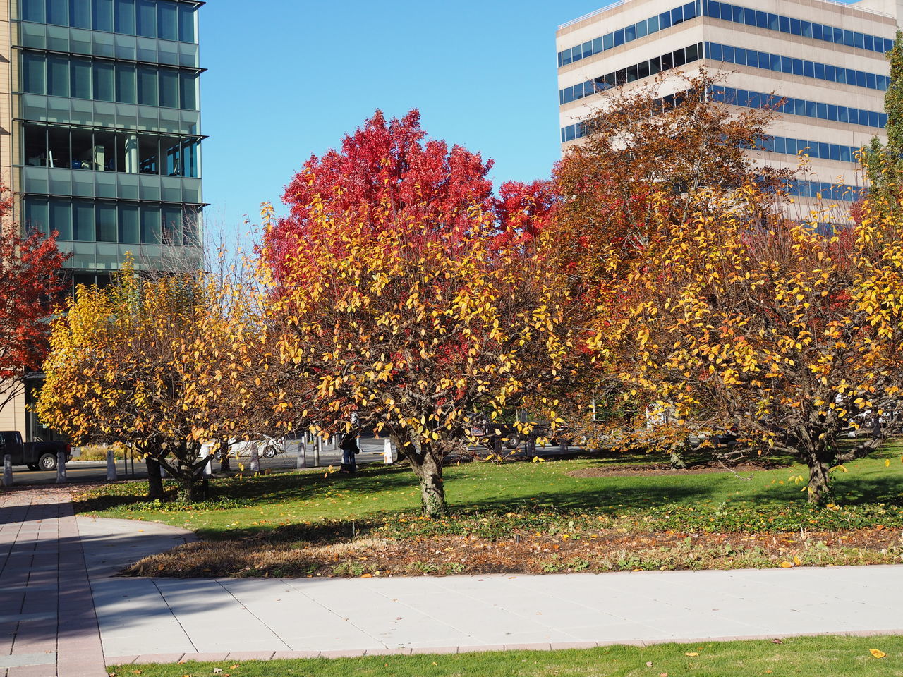 TREES AND PLANTS IN PARK DURING AUTUMN AGAINST BUILDINGS