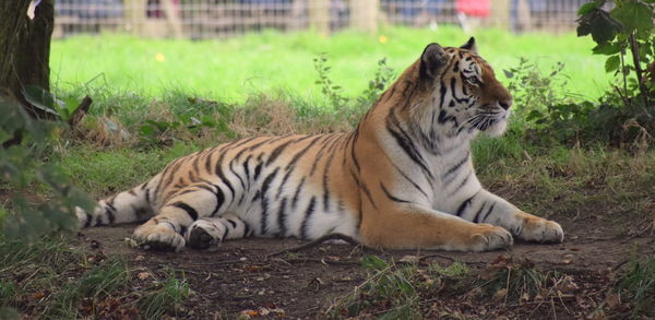 Tiger relaxing on a field