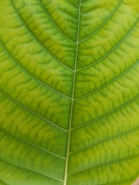 Full frame shot of leaf