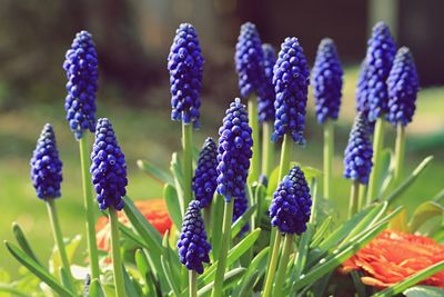 Close-up of purple lavender flowers