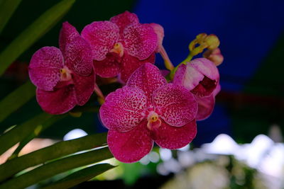 Close-up of pink orchids on plant