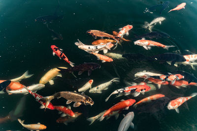Fishes swimming in a lake