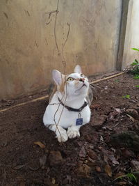 High angle view of cat looking away against wall