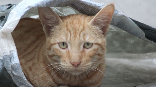 Close-up portrait of ginger cat